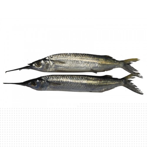 Garfish / Kola 
